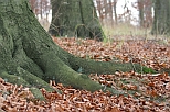BaumGut Berlin - Baumpflege & mehr -Baumkontrolle