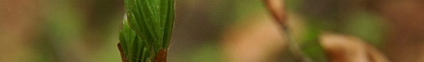 Arboristik Definition