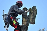 Baumfällung BaumGut Berlin - Baumpflege - Baum fällen & mehr...