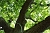 Baumpflege Berlin Baumfällung Rollrasen Gartenarbeiten Adlershof Altglienicke Alt-Hohenschönhausen Alt-Treptow Baumschulenweg Biesdorf Blankenburg Blankenfelde Bohnsdorf Britz Buch Buckow Charlottenburg Nord Südost: Kurfürstendamm und Savignyplatz Südwest: Karl-August-Platz, Stuttgarter Platz, Klausener Platz und Kalowswerder Dahlem Falkenberg Falkenhagener Feld Fennpfuhl Französisch Buchholz Friedenau Friedrichsfelde Friedrichshagen Friedrichshain: Boxhagener Kiez Friedrichshain: Rudolf- bzw. Stralauer Kiez Friedrichshain: Rund um die Karl-Marx-Allee Friedrichshain: Samariterkiez Frohnau Gatow Gesundbrunnen Gropiusstadt Grünau Grunewald Hakenfelde Halensee Hansaviertel Haselhorst Heiligensee Heinersdorf Hellersdorf Hermsdorf Hohenschönhausen Johannisthal Karlshorst Karow Kaulsdorf Kladow Konradshöhe mit Tegelort Köpenick Kreuzberg 61 Kreuzberg: Nordwesten Kreuzberg: SO 36 Lankwitz Lichtenberg