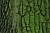 Baumpflege Berlin Baumfällung Rollrasen Gartenarbeiten Adlershof Altglienicke Alt-Hohenschönhausen Alt-Treptow Baumschulenweg Biesdorf Blankenburg Blankenfelde Bohnsdorf Britz Buch Buckow Charlottenburg Nord Südost: Kurfürstendamm und Savignyplatz Südwest: Karl-August-Platz, Stuttgarter Platz, Klausener Platz und Kalowswerder Dahlem Falkenberg Falkenhagener Feld Fennpfuhl Französisch Buchholz Friedenau Friedrichsfelde Friedrichshagen Friedrichshain: Boxhagener Kiez Friedrichshain: Rudolf- bzw. Stralauer Kiez Friedrichshain: Rund um die Karl-Marx-Allee Friedrichshain: Samariterkiez Frohnau Gatow Gesundbrunnen Gropiusstadt Grünau Grunewald Hakenfelde Halensee Hansaviertel Haselhorst Heiligensee Heinersdorf Hellersdorf Hermsdorf Hohenschönhausen Johannisthal Karlshorst Karow Kaulsdorf Kladow Konradshöhe mit Tegelort Köpenick Kreuzberg 61 Kreuzberg: Nordwesten Kreuzberg: SO 36 Lankwitz Lichtenberg